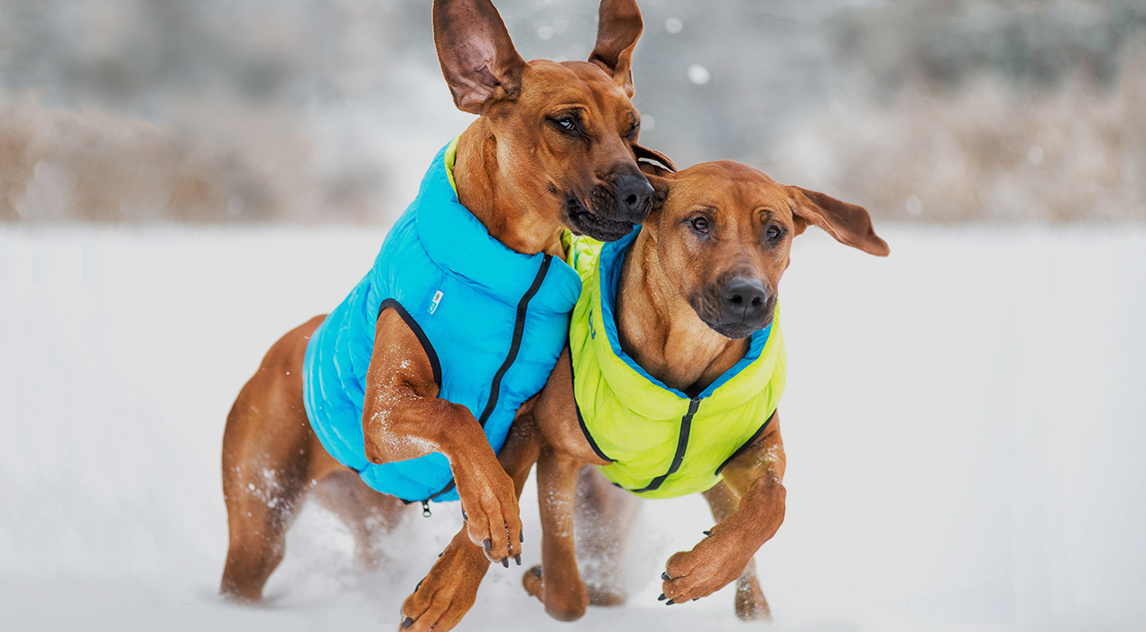 prodotti per animali domestici cesarano